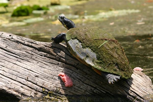 Turtle 